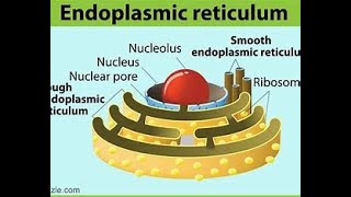 Endoplasmic reticulum class 9 Class 9 The Fundamental Unit of Life  Cell Class 9 [upl. by Neevan]