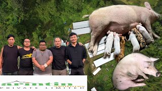 Biggest Piggery Farm in Kohima  Arintin Ventures nagaland northeastindia [upl. by Kalie]