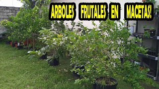 COMO PODER TENER ARBOLES FRUTALES EN MACETA [upl. by Duwe]