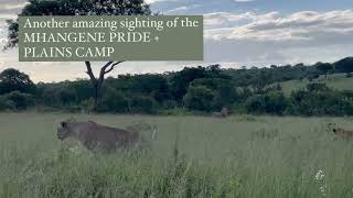 Happy Lion Family  Plains Camp Males and Mhangeni Pride  24 January 2024 [upl. by Leelahk]