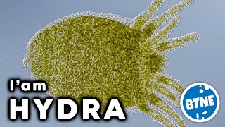 My Name Is HYDRA and I am a Perfect Hunter Meet This Immortal Creature Up Close Under Microscope [upl. by Archaimbaud]