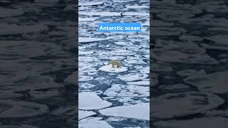 Antarctic Ocean 🐼 ️ antarctica  antarctic oceanside iceberg sealovers [upl. by Ratha]