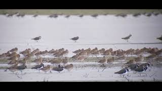 Dotterel Cote filmed by Mick Cunningham [upl. by Aynav222]