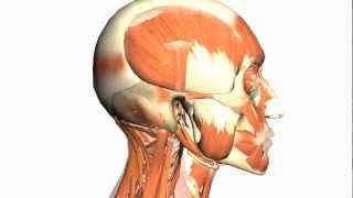 Skull tutorial 1  Bones of the Calvaria  Anatomy Tutorial PART 1 [upl. by Yenreit178]