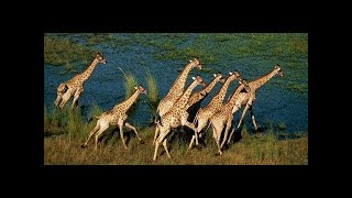 Documentary films Documentary 2017  Kalahari 2  The Flooded Desert Nature Documentary [upl. by Niltak634]