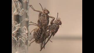 Tsetse flies mating behavior Glossina morsitans morsitans [upl. by Revned343]