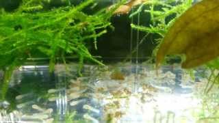 Albino Corydoras Fry 3 Days After Hatching [upl. by Zelig]