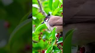 red whiskered bulbul [upl. by Chace]