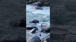 I caught a very dynamic salmon while fishingI ❤️ salmon fishing Vedder river Canada 🇨🇦 18 [upl. by Ocicnarf]