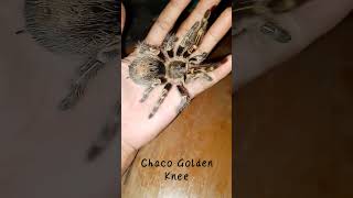 Grammastola Pulchra aka Chaco Golden Knee [upl. by Cece301]