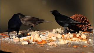 Shiny Cowbird Tordo renegrido Molothrus bonariensis [upl. by Weig679]