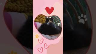 Babushka and Freya the cat song cats [upl. by Vizza]