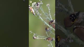 ستستة وبتبتة الحسون goldfinch stimulation birdslover goldfinchsinging الحسون chardonneret [upl. by Bordy645]