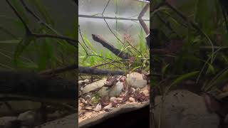 🌿Un angolo di natura nel mio salotto🌿 110L River Aquarium🌿 [upl. by Anelegna]