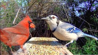 Blue Jays and Cardinals  Extreme CloseUp [upl. by Lerraf]