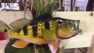 Peacock Bass Fishmount  Gray Taxidermy Fishmounts Custom fish reproductions [upl. by Ednalrim]