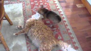 6 pound Chihuahua takes on 18 pound Maine Coon [upl. by Menendez]