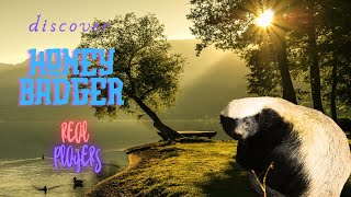 Discover honey badgers [upl. by Maximilien651]