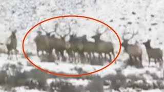 Stunning video hundreds of elk run across a street [upl. by Ecille]