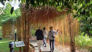 Singapore Botanic Gardens UNESCO World Heritage Site Part 1 [upl. by Franklyn]