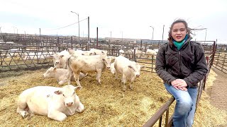 How to Buy a Charolais Bull 2022 Part 2  DeBruycker Charolais [upl. by Llywellyn]