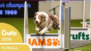 Flyball  Team Final  Crufts 2018 [upl. by Otha]