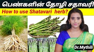 பெண்களின் தோழி சதாவரி shatavari in tamil Asparagus in tamil தண்ணீர்விட்டான் satavari herb tamil [upl. by Akcimehs]