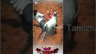 பாகுபலி குரூப்ஸ் முனி jallikattu கால் மேல் காதல் automobile 🫶 fa ஜல்லிக்கட்டு bile ஜல்லிக்கட்டு [upl. by Ecallaw686]