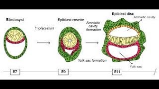 Formation of the Amniotic cavity  Amniotic fluid  Amniotic membrane [upl. by Darrin]