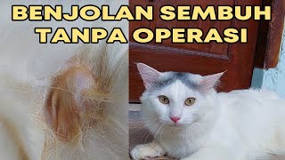 Cara Mengobati Dan Menyembuhkan Benjolan Pada Kucing [upl. by Bonney]