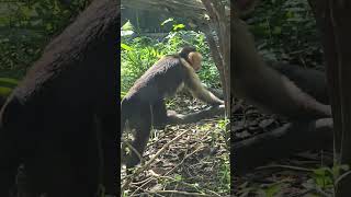 白面捲尾猴Whitefronted CapuchinTaipei Zoo [upl. by Manup612]