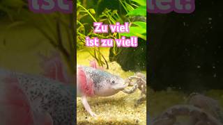 Wenn Axolotl zu viele Würmer fressen axolotls aquarium tiere [upl. by Fanya878]