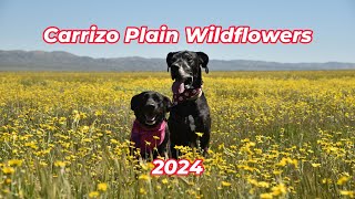 2024 Carrizo Plain Wildflowers [upl. by Akehsay]