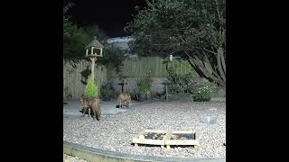 Foxes feeding in the garden at night [upl. by Kendall]