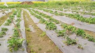 Strawberry farming in Punjab fresh strawberriesHow to grow strawberry [upl. by Elyagiba]