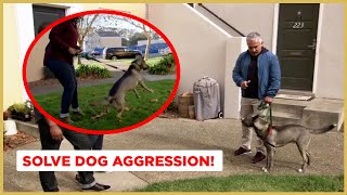 How to Solve Dog Aggression  Dog Nation [upl. by Yecrad]