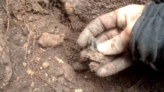 Digging smoky quartz in Northern Victoria Australia [upl. by Aserehs]