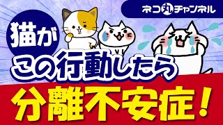 うちの猫、もしかして分離不安症？チェックポイントと対策を解説 [upl. by Gaylene]