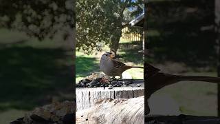 Whitecrowned Sparrow🐦Woodpile Seed Buffet whitecrownedsparrow [upl. by Etakyram]