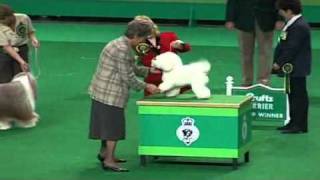 Crufts 1999 Best in Show [upl. by Mendy]