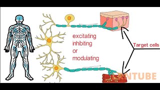 Neurotransmitters Classification Types and Functions [upl. by Marvin809]