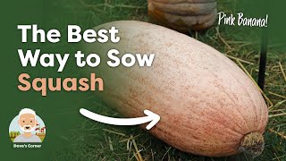 How to Sow Squash Seeds Jumbo Pink Banana amp Tromboncino [upl. by Nnyrat54]