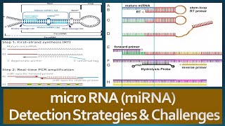 microRNAs miRNAs Detection Strategies and Challenges [upl. by Latvina]