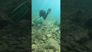 Scuba Diving in Tossa De Mar scubadiving marinelife shorts [upl. by Theone]