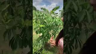 Khmer song about nature khmersong khmer cambodian cambodia [upl. by Warchaw768]