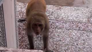 Attack of Angry Monkeys 720p HD [upl. by Oinotnanauj]