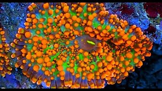 Ricordea Yuma Coral Care Guide [upl. by Nosniv693]