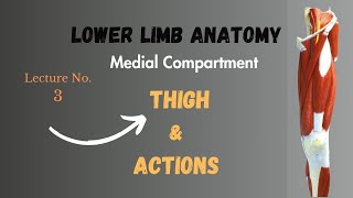 Muscles of Medial Compartment of Thigh and Actions Lower Limb Anatomy Notes Lecture No 3 [upl. by Annerol589]