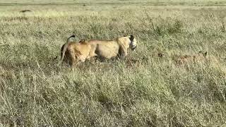 Female lions attack male lion to protect cubs [upl. by Pedrick]