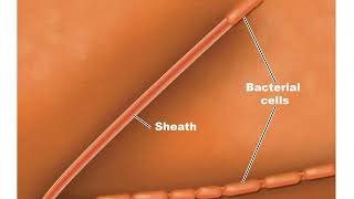 Ch 11 Bacteria amp Archaea part 1 Proteobacteria [upl. by Fulvi]